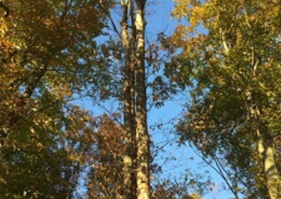 komplett abgestorbene Buche