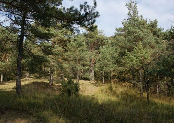 Orchideen Foehrenwald