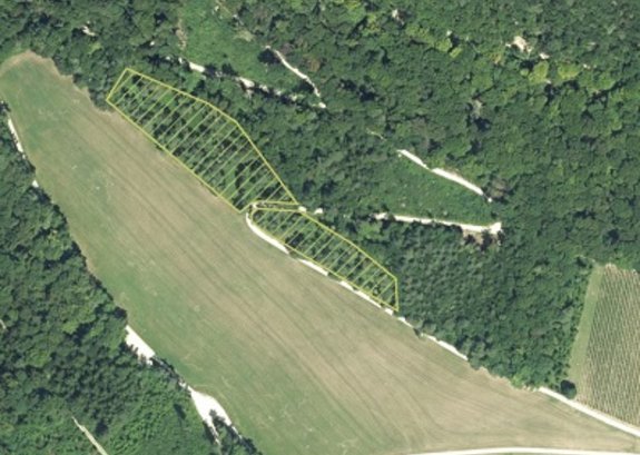 Gebiet Oberweiel Orchideen