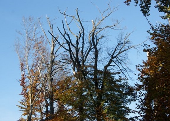 Buche mit stark geschädigter Krone