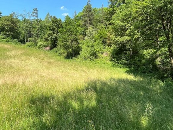 Waldrand mit vorgelagerter Magerwiese