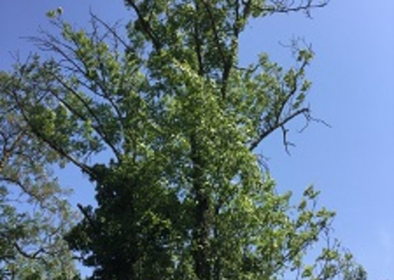 Durch Eschenwelke befallene Eiche