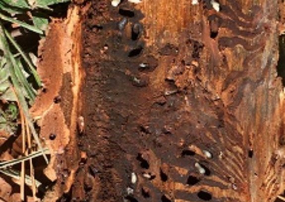 Frassbild Borkenkäfer mit Larven