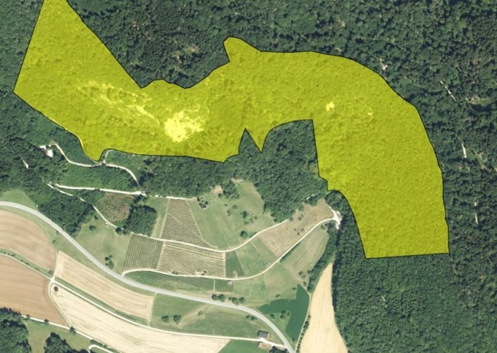 Naturwaldreservat Rütifelsen