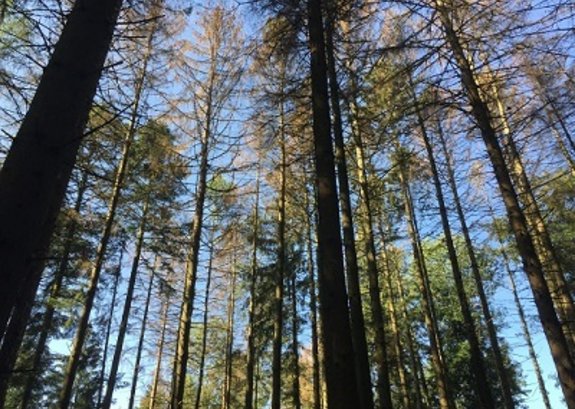 Borkenkaeferbefall bei Fichten Rottannen
