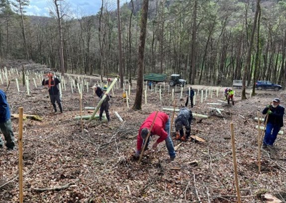 Foto Verjüngungsflächen