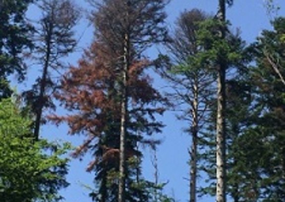 Abgestorbene Weisstannen