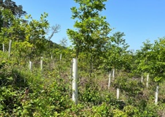 Eiche im Einzelschutz